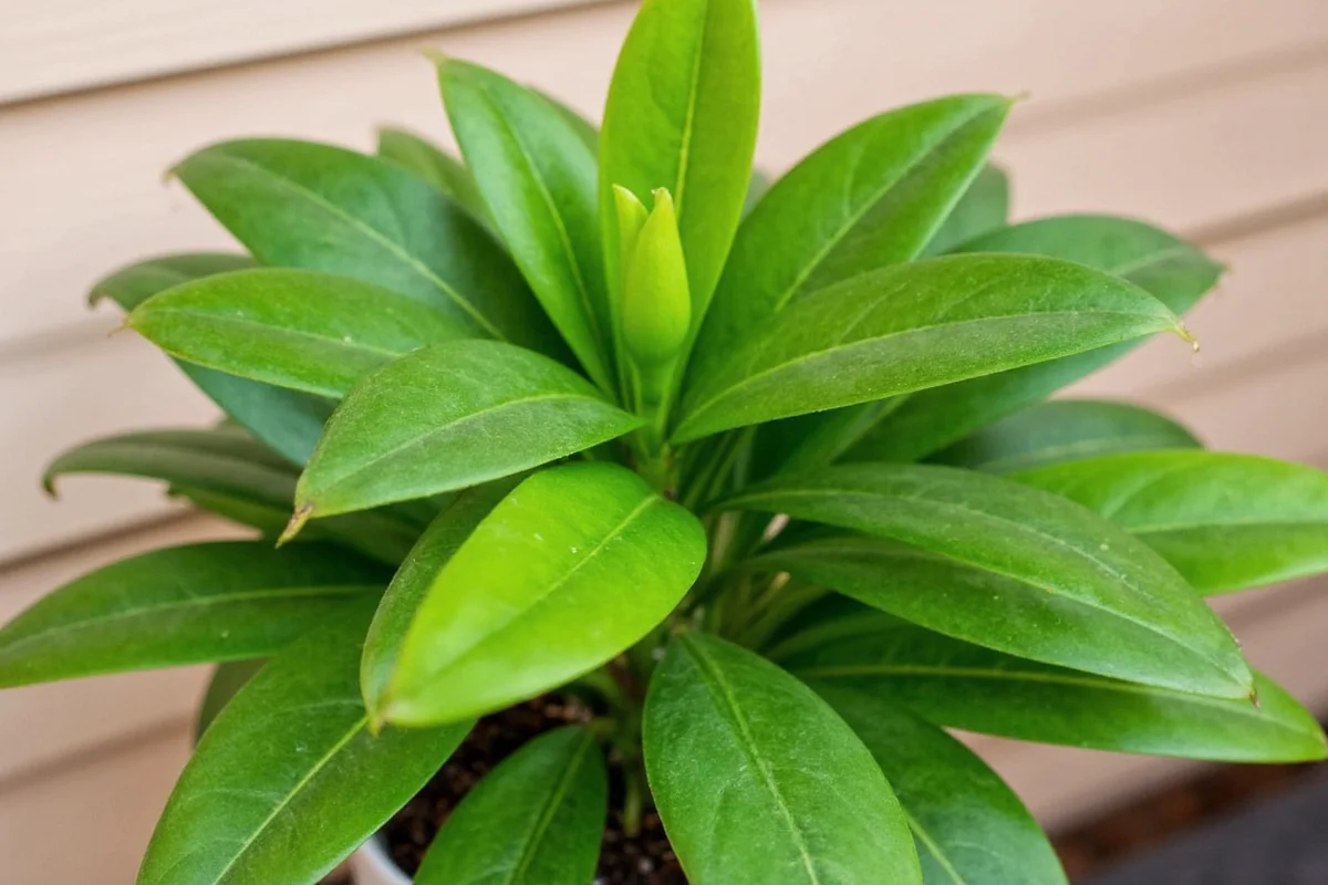 how often to water chinese money plant