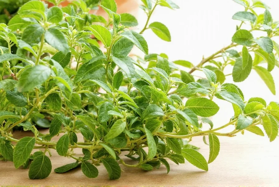 Garden with Summer Savory Plants