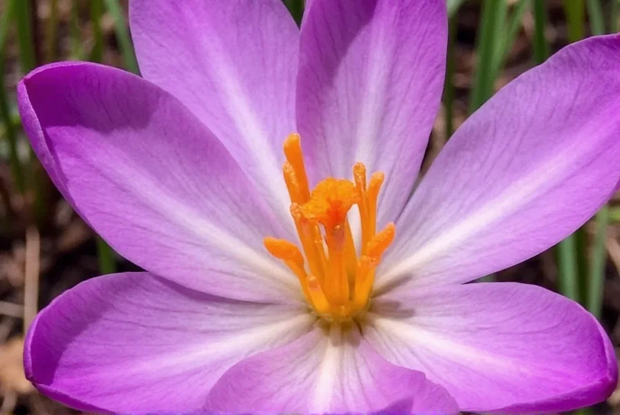Saffron crocus field during harvest season showing workers collecting purple flowers at dawn