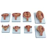 Fetal pregnancy development model,0.5 times fetal development process anatomical model