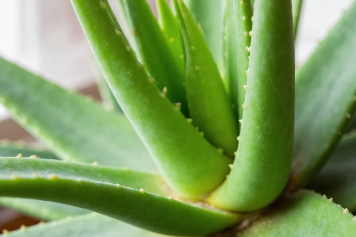 Why Is My Aloe Vera Plant Drooping? Causes & Fixes