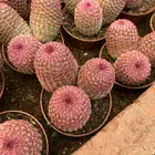 Indoor home garden decoration mini cactus purple sun cactus for sale