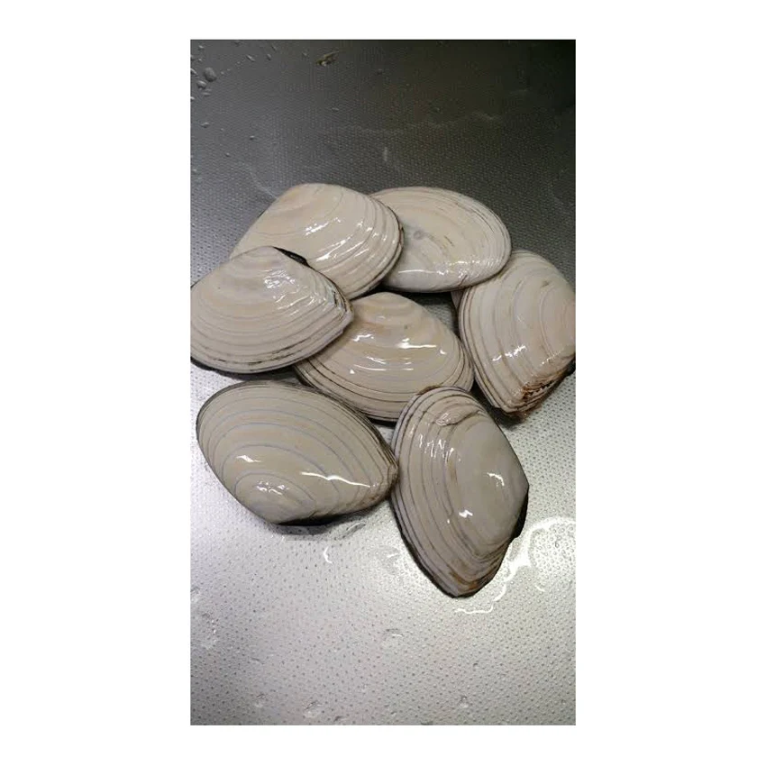 
hot sale Hokkaido alive fresh sea food clam for wholesale 