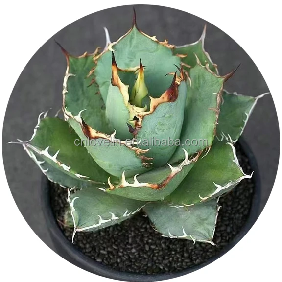 

Agave titanota Gentry cactus live plants agaves indoor plants natural plants for sale, Green