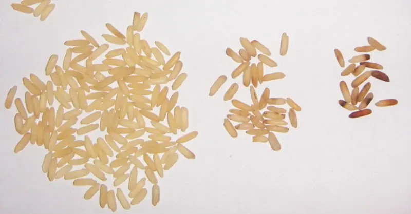 
Rice Processing machinery Rice Color Sorter 