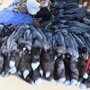 China factory wholesale Tanned Fox Hides Silver Fox Fur Pelts for Sale