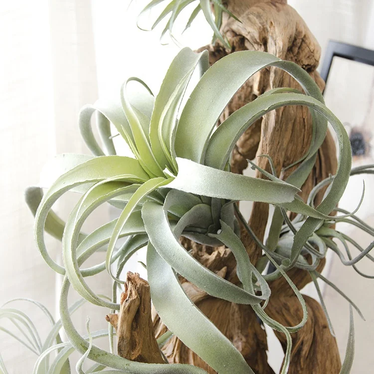

M-3430 Wholesale Flocked Plastic Green Grass Airplant Tillandsia Holder Plants