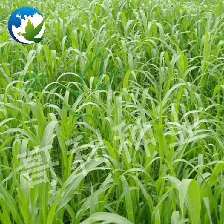 
Hybrid Grass Forage Seeds Gaodan Sudangrass Bicolor Hybrid Sudangrass Sudanense Seed Sorghum Sudan Grass Seeds 
