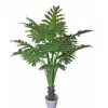 Subtropics climate and medium size fake variegata artificial Taro XiLin taro