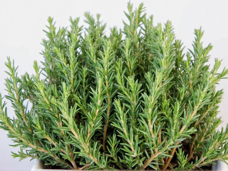 Rosemary and Thyme Sarasota: Local Cafe Guide