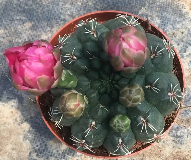 
hotsale Cactus Gymnocalycium baldianum for wholesale 