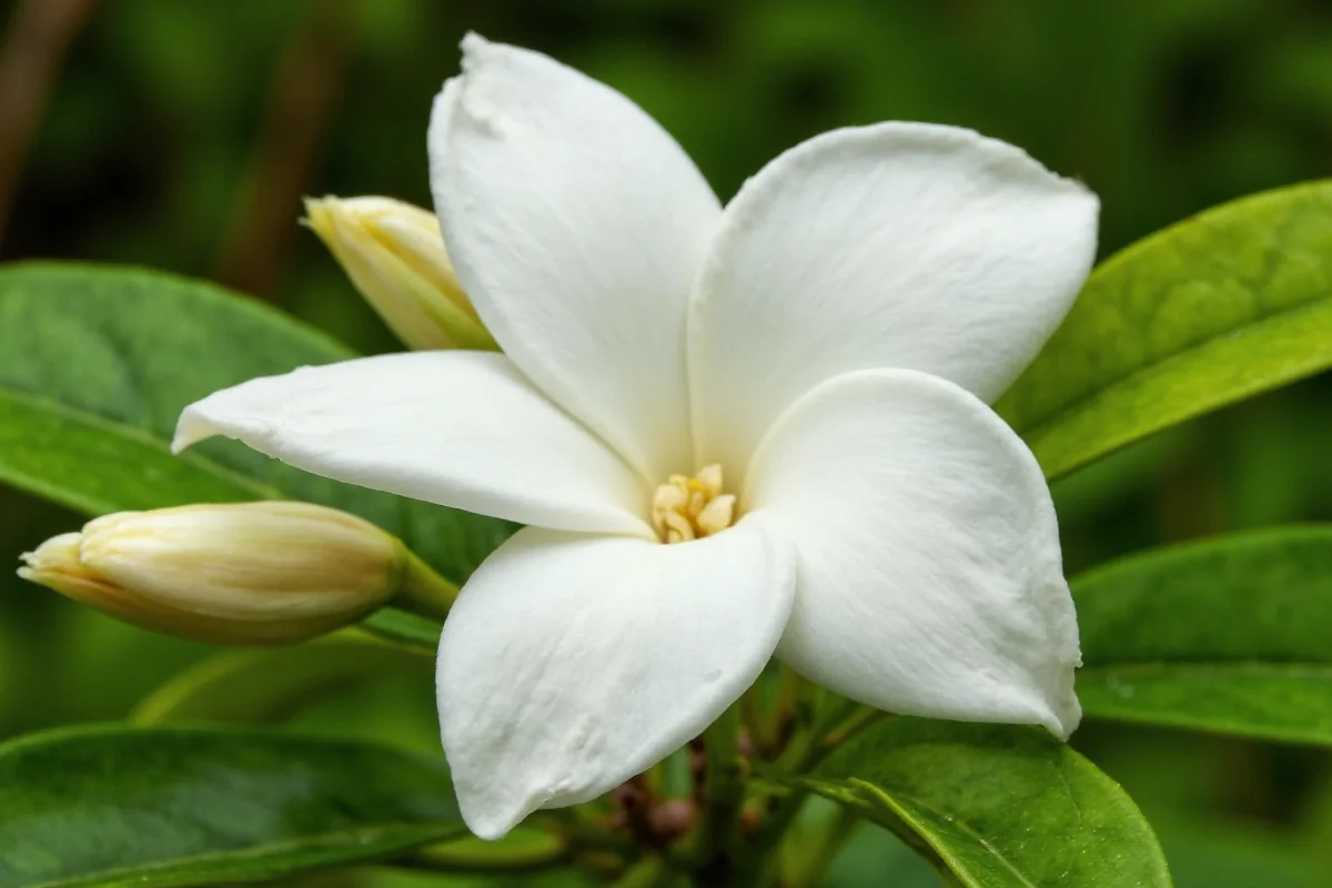 0717 gardenia