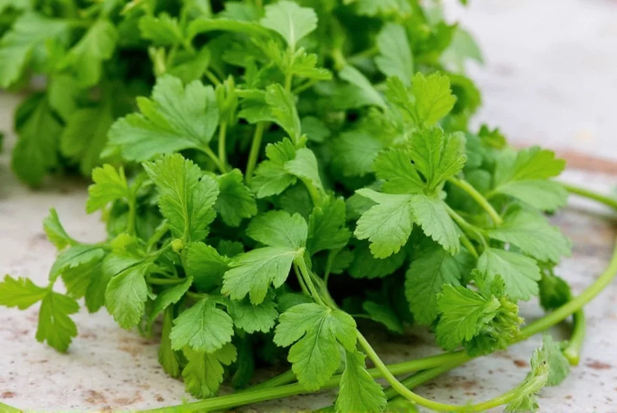 Various dishes featuring fresh coriander as garnish and ingredient