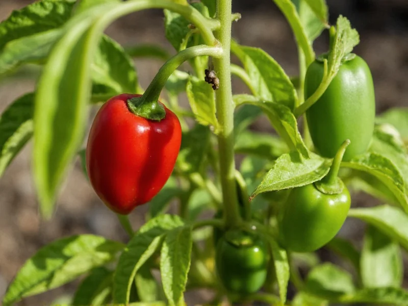 Chile Pepper Growing in Yuma, Arizona: Facts and Seasonal Guide