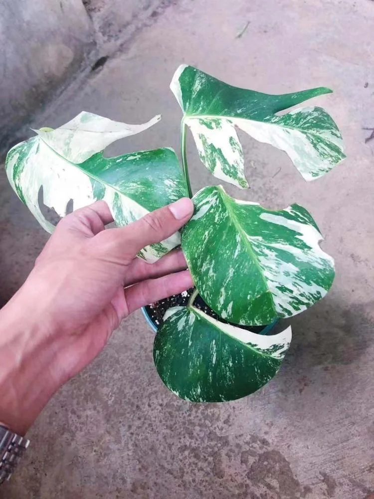 
Hot Sale High quality Rare variety Monstera deliciosa 