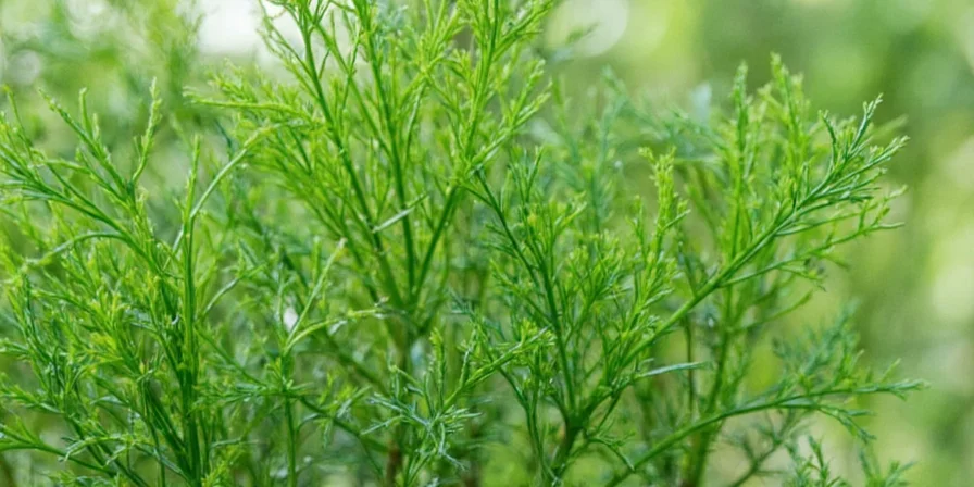Comparison of various herbs including dill