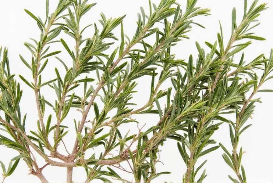 Rosemary plant in a pot