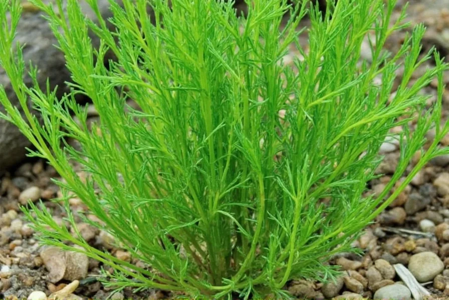 Washing Dill Root