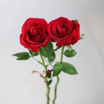 エクアドルのバラの新鮮な切り花 バラ ジャスミンの花キャロラローズを昆明から輸出 Buy 新鮮な切り花のバラ 新鮮な切り花 新鮮なジャスミンの花をエクスポート Product On Alibaba Com