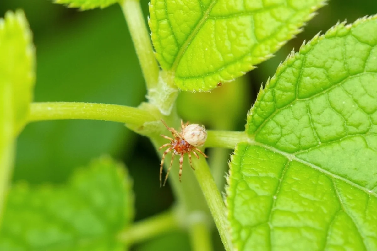 how to treat spider mites on plants