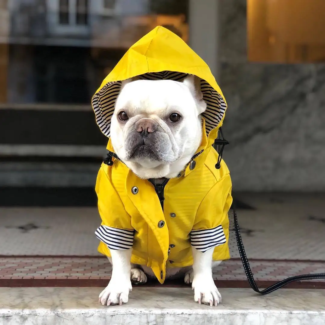 

Designer dog coat waterproof S 5XL windproof dog rain coat yellow