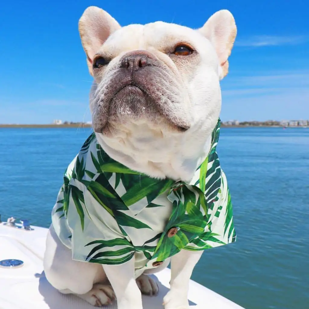 

INS Hot sale pet accessories hawaii sspring dog shirt dog clothes pet t-shirt