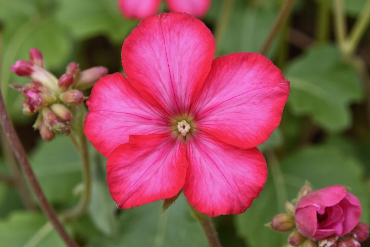 0812 geranium