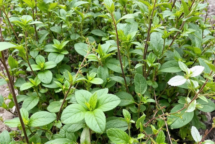 Cart full of fresh and dried herbs