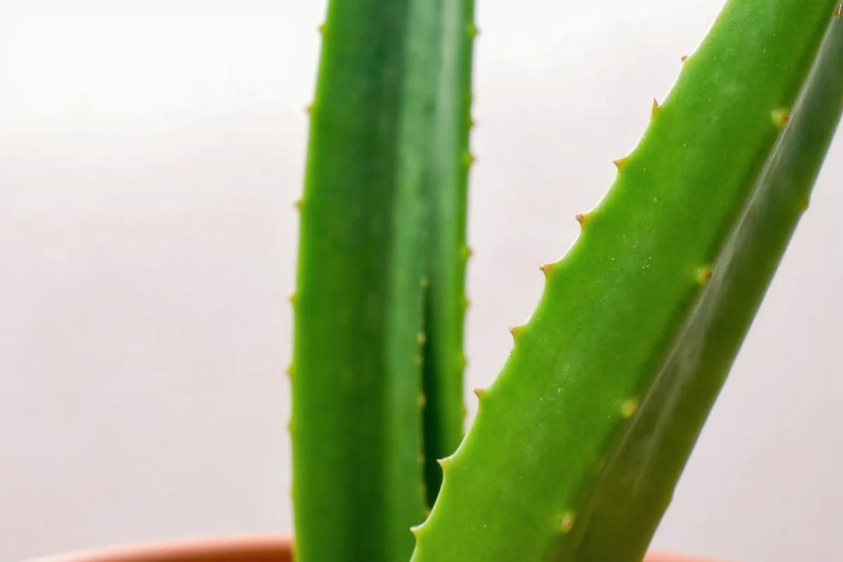 how to water aloe vera plant