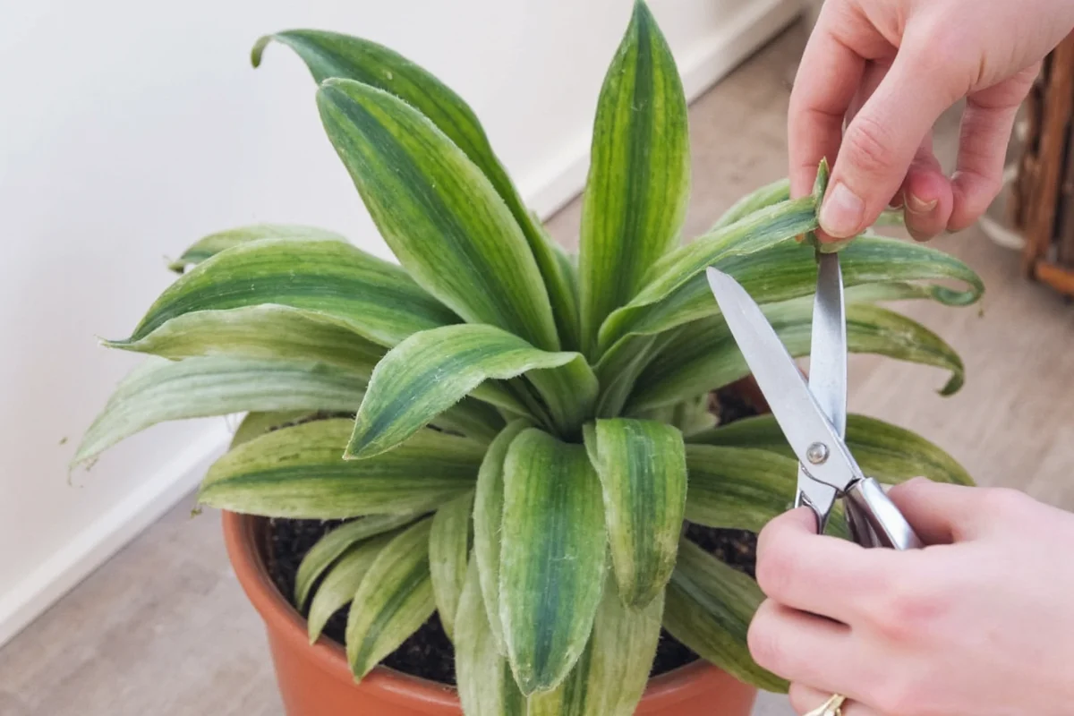 how to cut snake plant for propagation