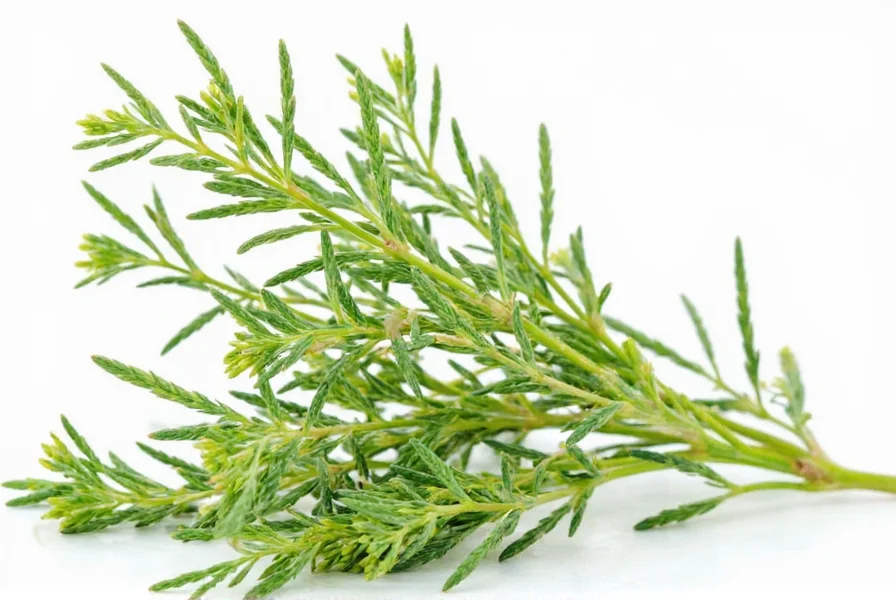tarragon spice flavor a guide to the herb that adds elegance to every dish