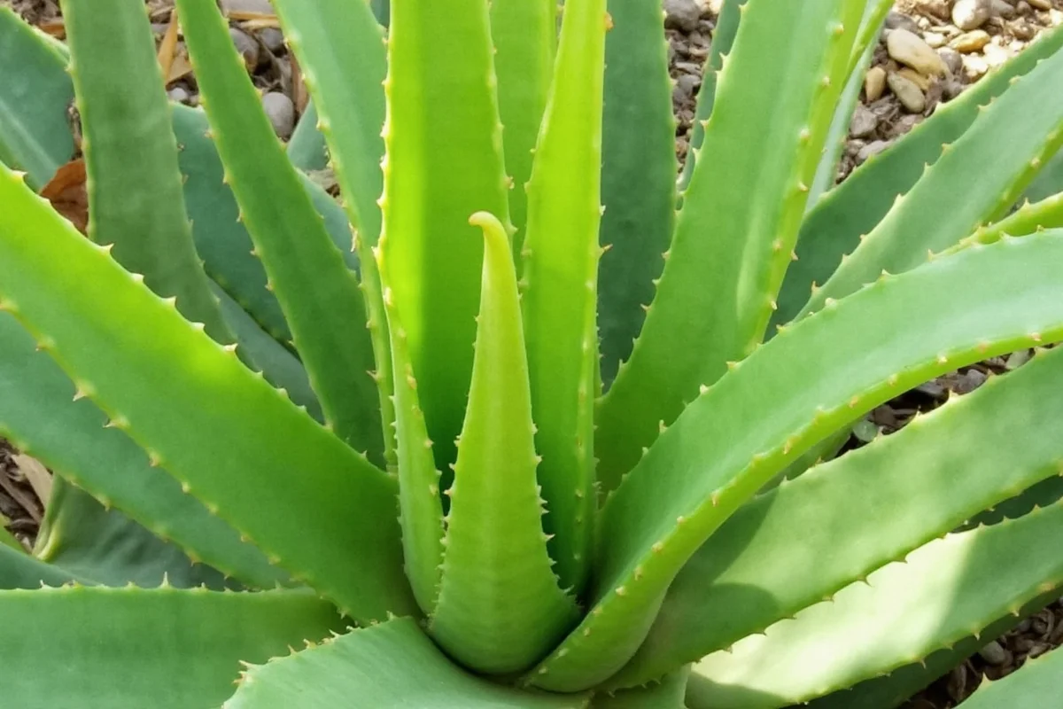 how big can aloe vera plants get