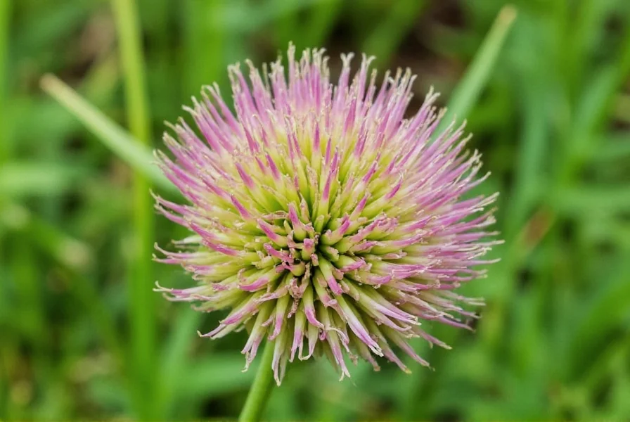 Visual comparison of red yeast rice and red clover botanical specimens