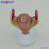 PNT-0600 good quality Fetus Development Model For Display for medical use