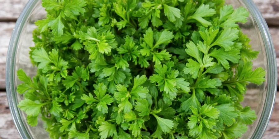Fresh Spanish parsley bunch