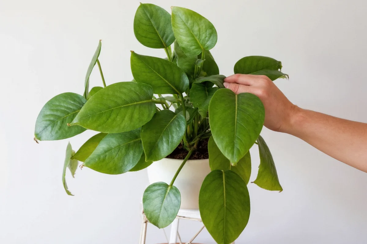 how to propagate monstera plant