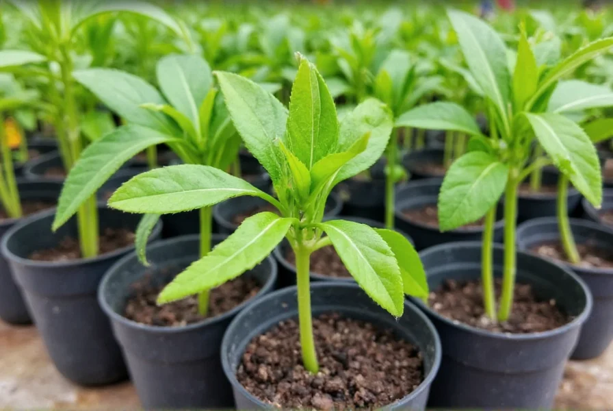 Peter pepper seedlings in starter pots showing early growth stage with characteristic leaf shape
