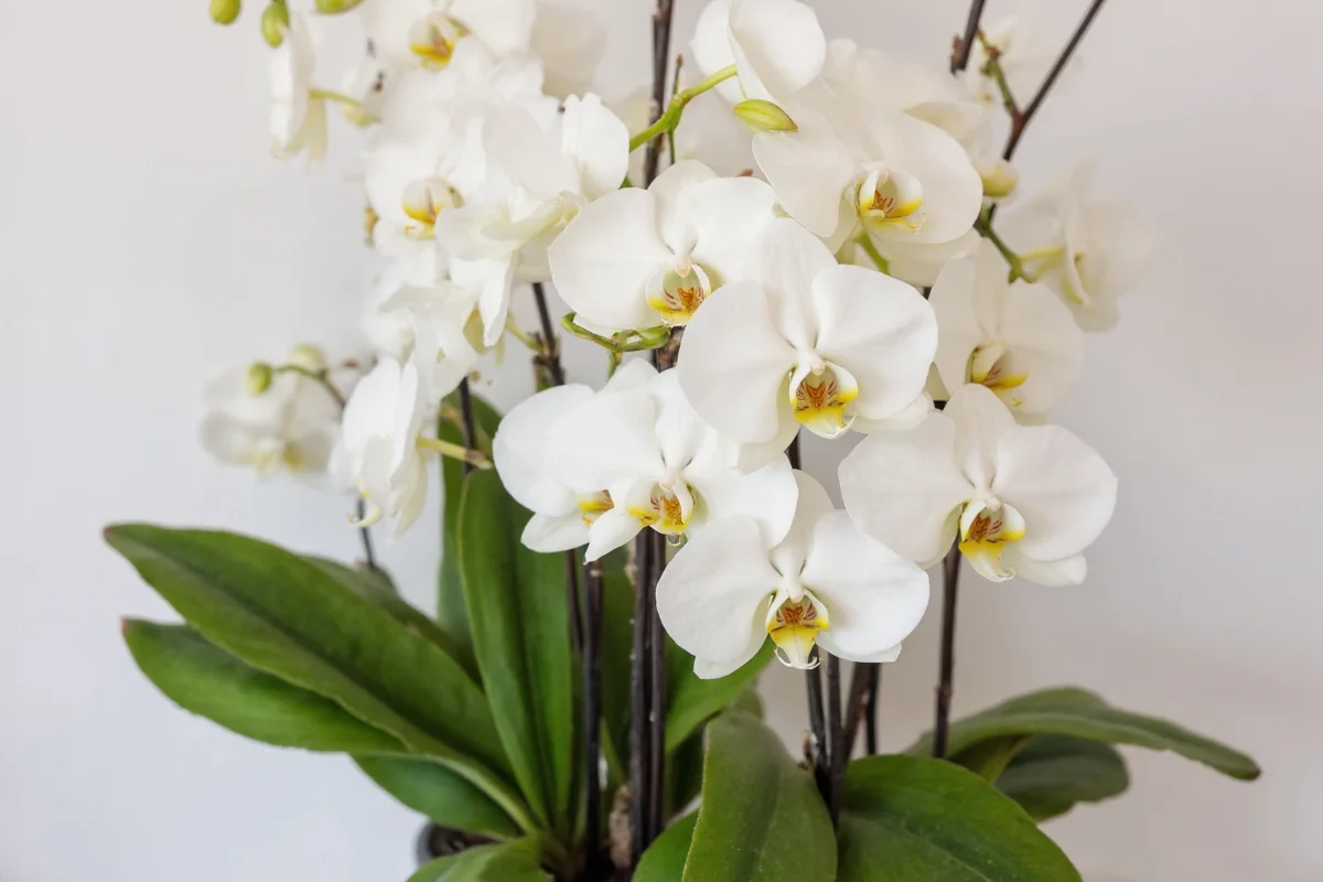 how often should an orchid plant be watered