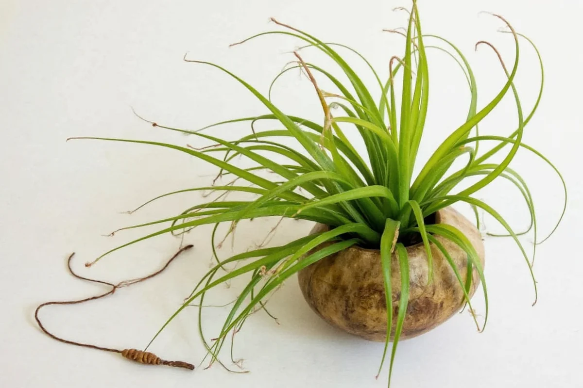 how long do air plants live