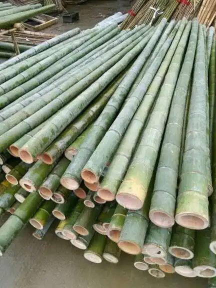
6~7 cm *150 cm big bamboo poles for building 