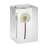 Crystal gel embedded dandelion plant specimens embedded crafts embedded high transparent crystal gel embedded dry flower arrange