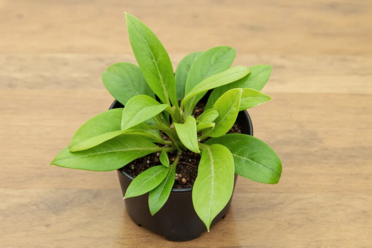 how to propagate a prayer plant