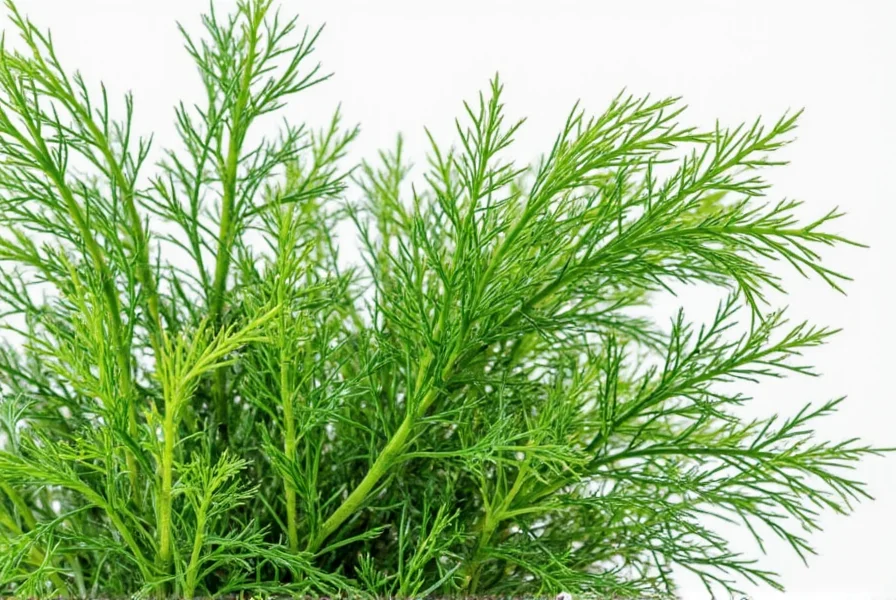 Dill fronds in a bowl