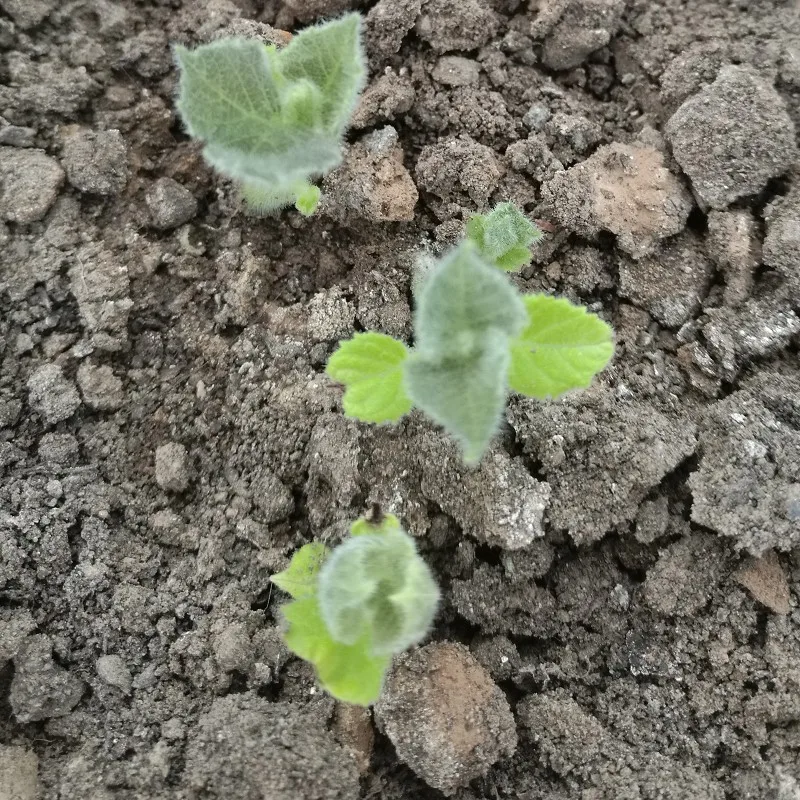 
China hybrid paotong fortunei and tomentosa hybrid royal empress tree paulownia seedling root seeds for planting 