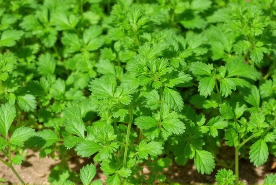 Close-up comparison of fresh coriander leaves versus dried coriander seeds