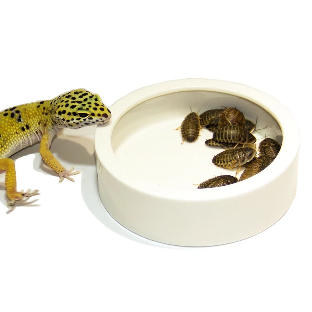 

Reptile  Ceramic Food Dish, Lizard Water Food Bowl for reptiles, White