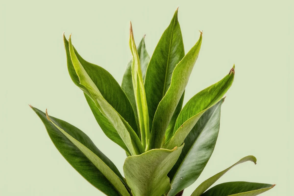 how to take care of a dracena plant