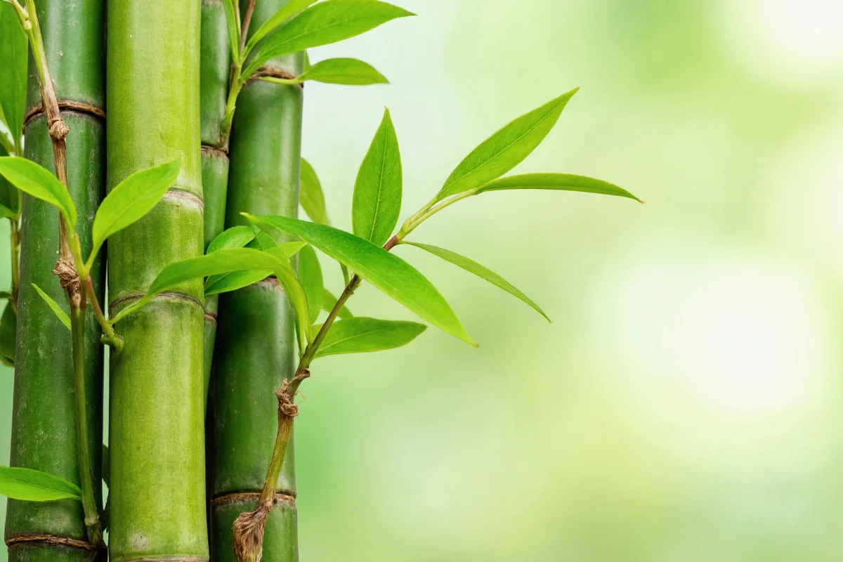 how to care for a bamboo plant