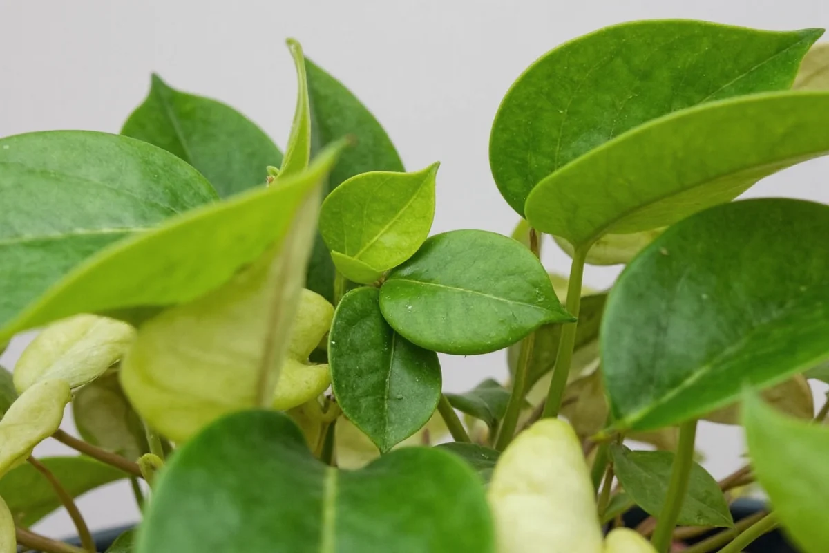 how to care for a peperomia plant