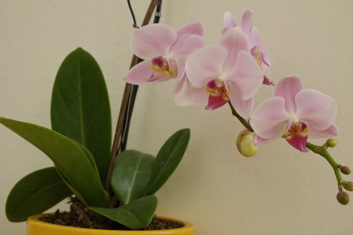 how to care for an orchid plant after it blooms